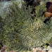 rhinopias_lacy_crci_mb_h_0047_png1830.jpg